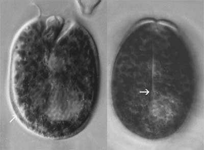 Imagem de Testudodinium testudo