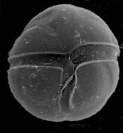 Image de Dinoflagellata