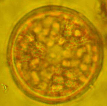 Image of Heliopeltaceae