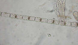 Image of Mediophyceae