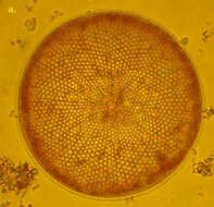 Image of Coscinodiscus radiatus