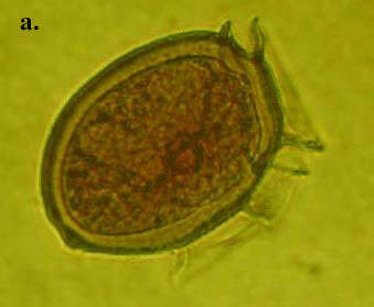 Image of Dinophysiaceae