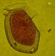 Image of Dinophysiales