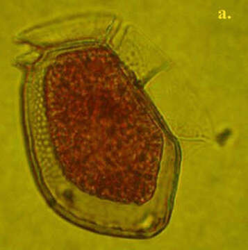 Image of Dinophysiales