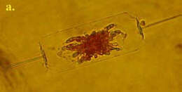 Image of Lithodesmiophycidae