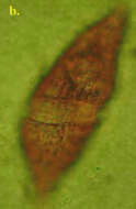 Image of Gyrodinium spirale