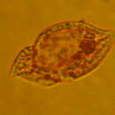 Image of <i>Katodinium glaucum</i>