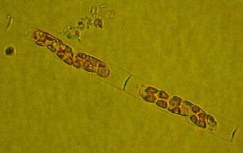 Image of Leptocylindrus