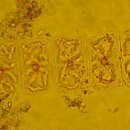 Image de Meuniera membranacea