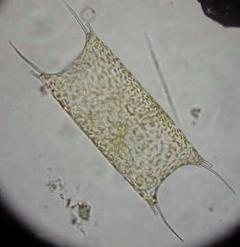 Image of Mediophyceae