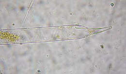 Image of Rhizosoleniophycidae