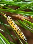 Image of White Pine Sawfly