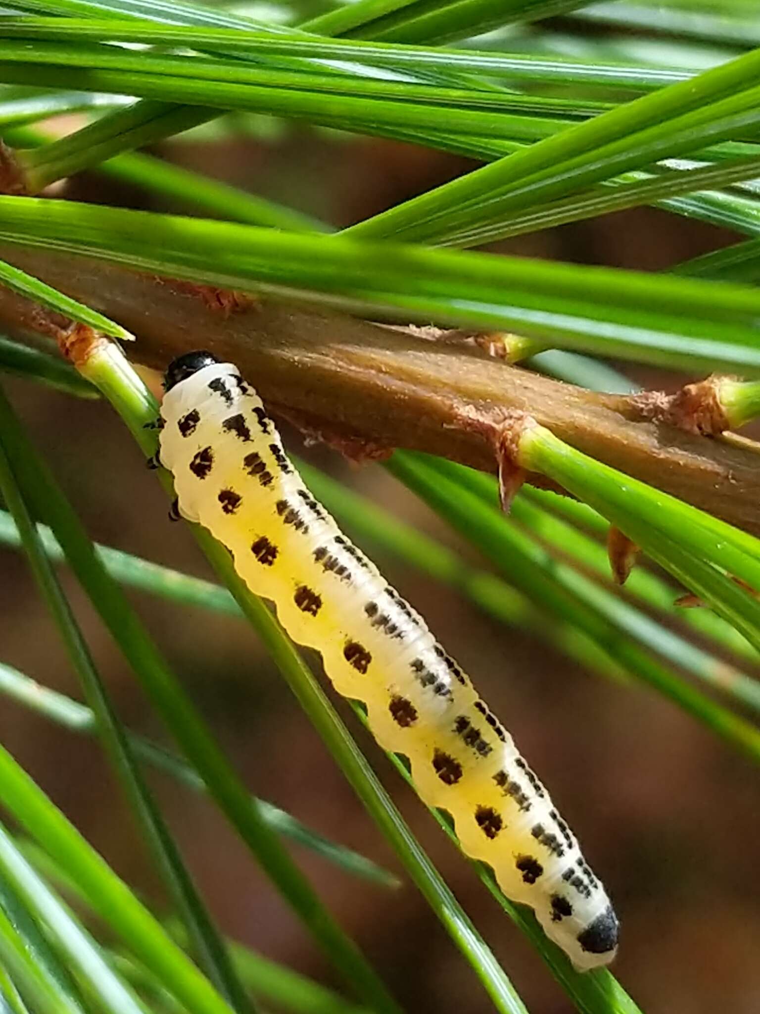 Image of White Pine Sawfly