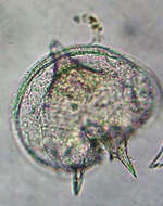 Image of Protoperidinium depressum
