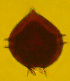 Image of Protoperidinium pellucidum