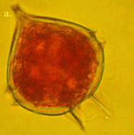 Image of Protoperidinium steinii (Jorgensen) Balech 1974