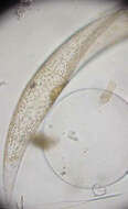 صورة <i>Rhizosolenia robusta</i>