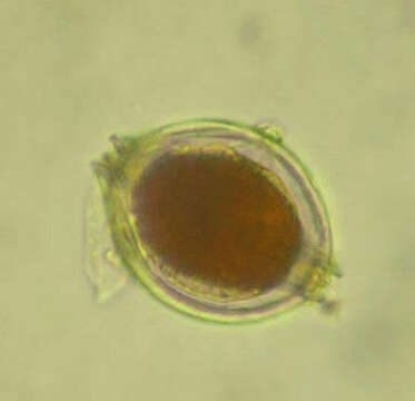 Image of Preperidinium meunieri