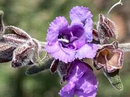 Image of Prostanthera howelliae Blakely