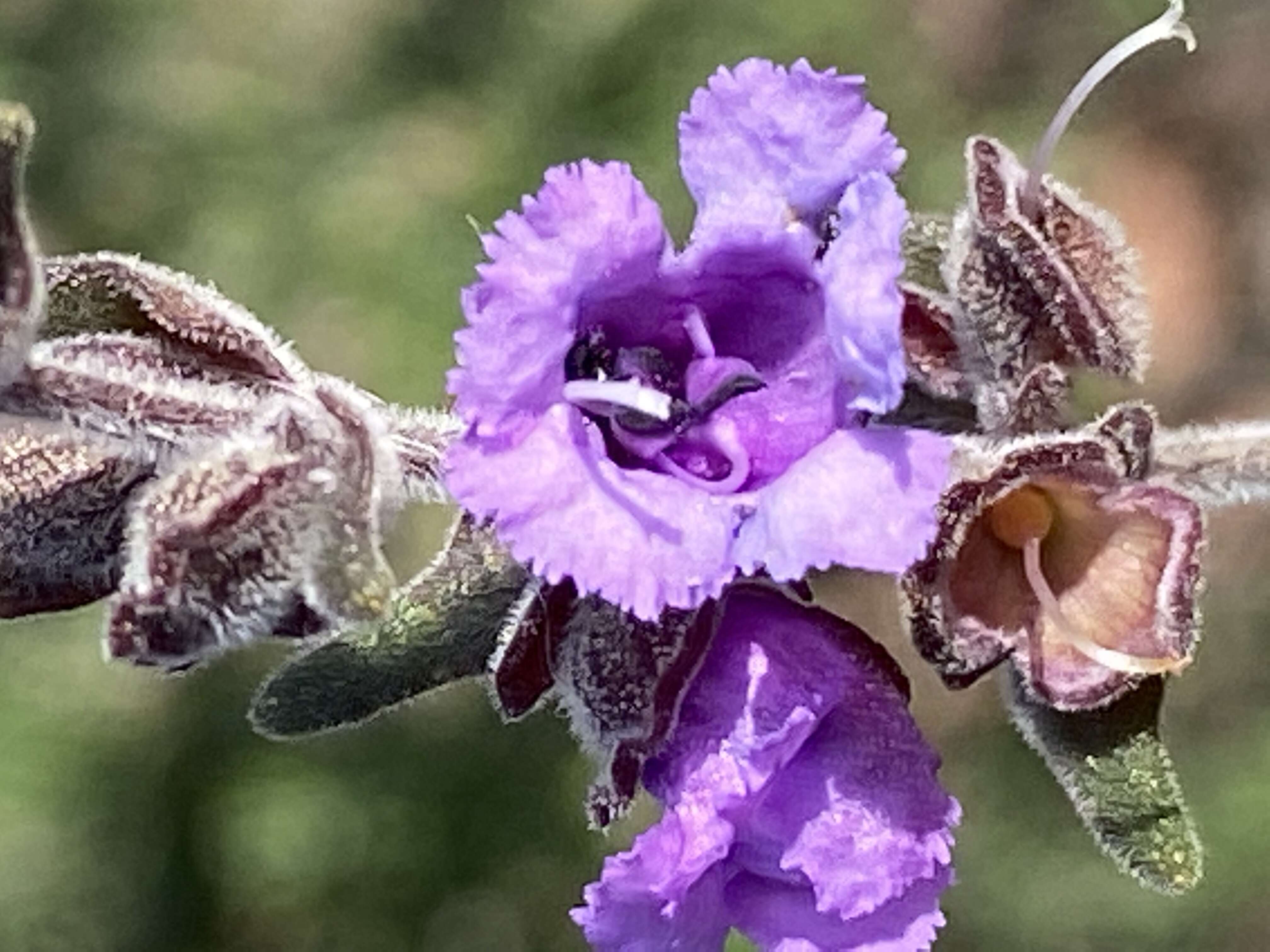 Image of Prostanthera howelliae Blakely