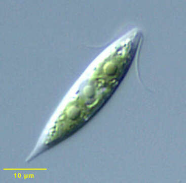 Chlorogonium Ehrenberg 1836 resmi