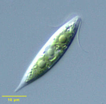 Image of Haematococcaceae