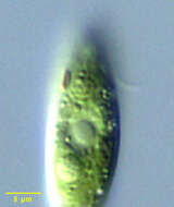 Image de Haematococcaceae