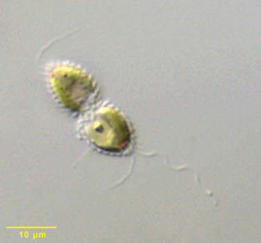Image of Synura synuroidea