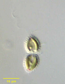 Image of Synura synuroidea