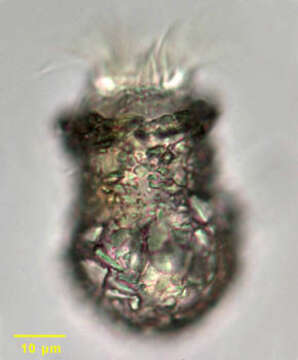 Image of Codonella cratera Leidy 1887