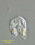 Image of Collodictyonidae