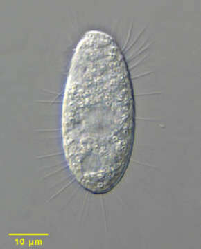 Dexiotricha granulosa (Kent 1881) Foissner, Berger & Kohmann 1994 resmi