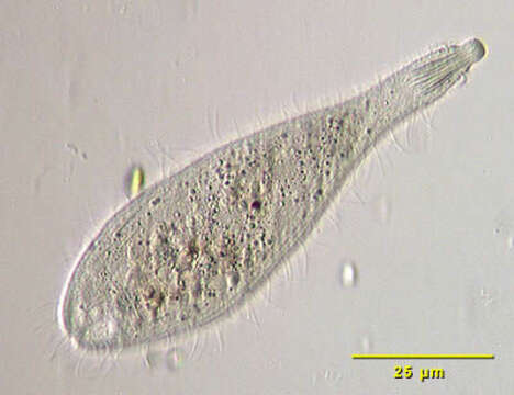 Image of Enchelyodon Claparède & Lachmann 1859