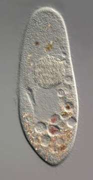 Image of Alphaproteobacteria