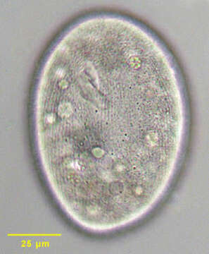 Image of Epenardia Corliss 1971