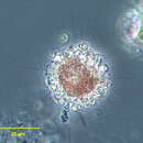 Lithocolla globosa的圖片