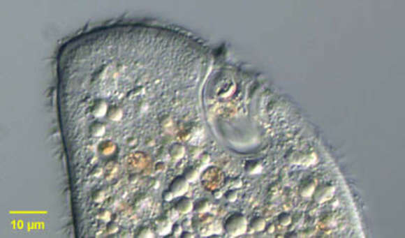 Image of Ophryoglena Ehrenberg 1831