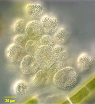 Image of Pseudovorticella monilata