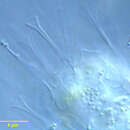 Image of <i>Raphidocystis tubifera</i>