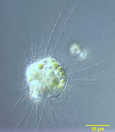 Image of <i>Raphidocystis tubifera</i>