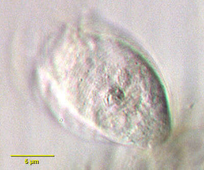 Image of Rhabdostyla ovum Kent