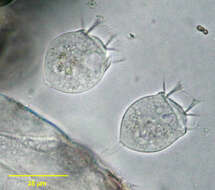 Image of Rhabdostyla ovum Kent