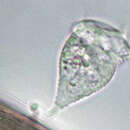 Image of Rhabdostyla ovum Kent