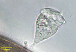 Image of Rhabdostyla ovum Kent