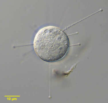 Image of Sphaerophrya Claparède & Lachmann 1860