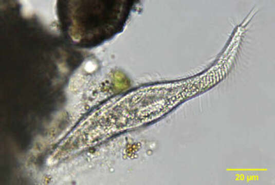 Image of Stichotricha Perty 1849