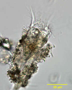 Image of Tintinnidae