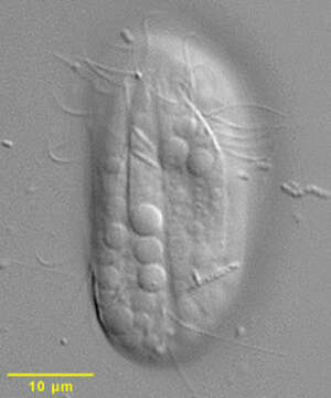 Image of Microthoracida