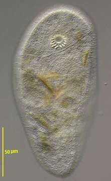 Image of Nassophorea