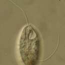 Image of Dinema platysomum